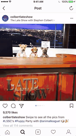 Colbert-Late-Show-Puppies-Instagram